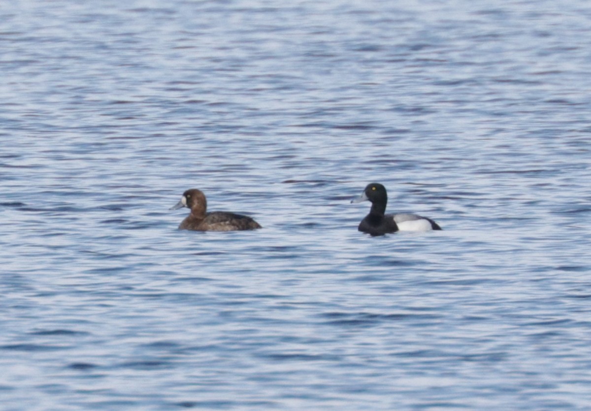 Greater Scaup - ML618891321