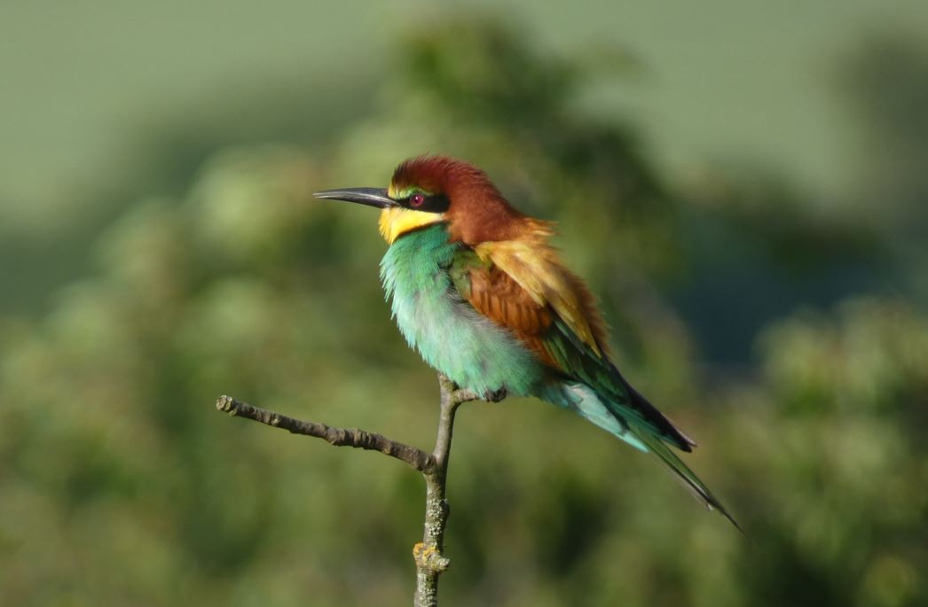 European Bee-eater - Dan Matuscik