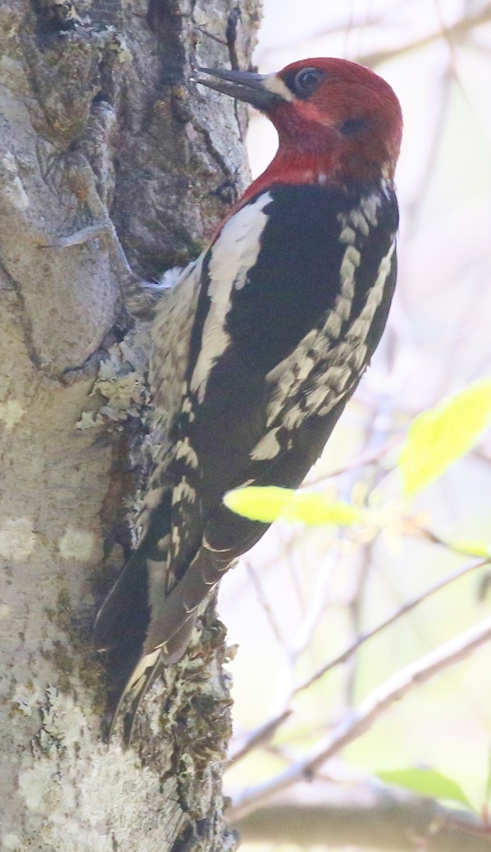 Red-breasted Sapsucker - ML618891368