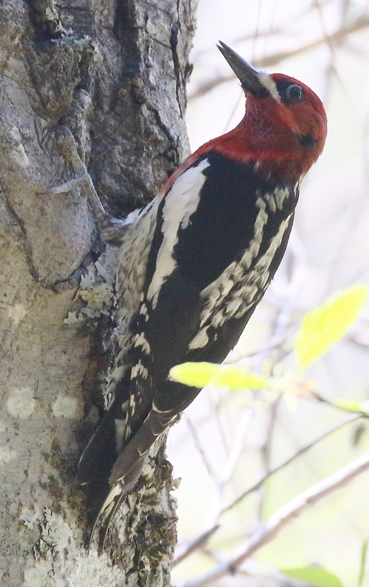 Red-breasted Sapsucker - ML618891369