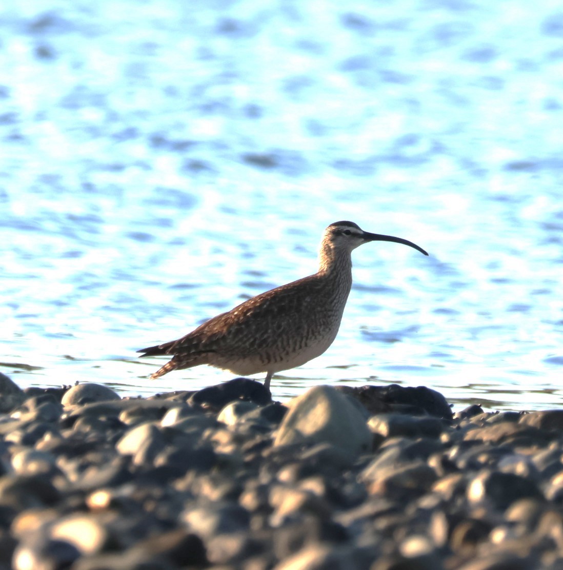 Whimbrel - Walter Thorne