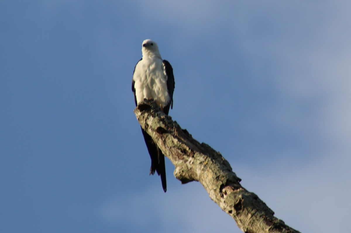 Swallow-tailed Kite - Elaine Grose