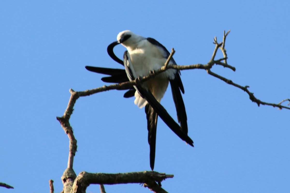 Swallow-tailed Kite - Elaine Grose