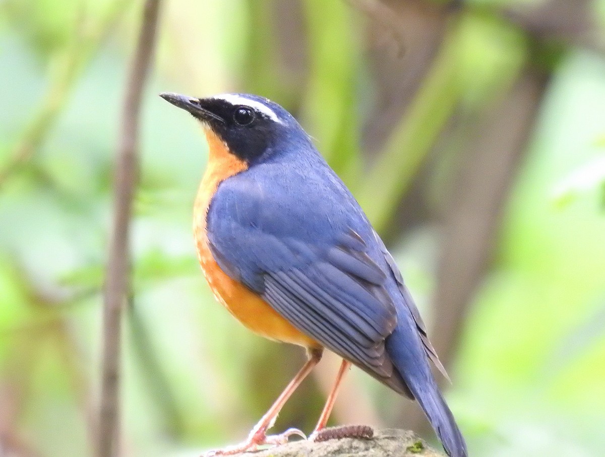Indian Blue Robin - ML618891515