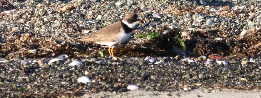 Semipalmated Plover - ML618891518