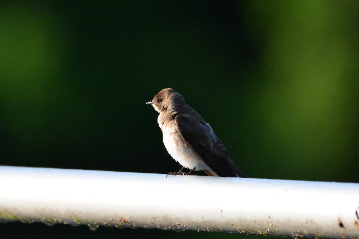 Northern Rough-winged Swallow - ML618891522