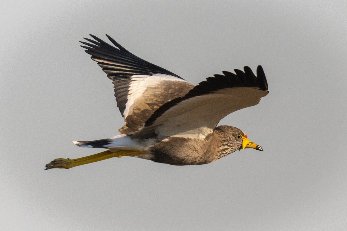 Wattled Lapwing - Tom Moore