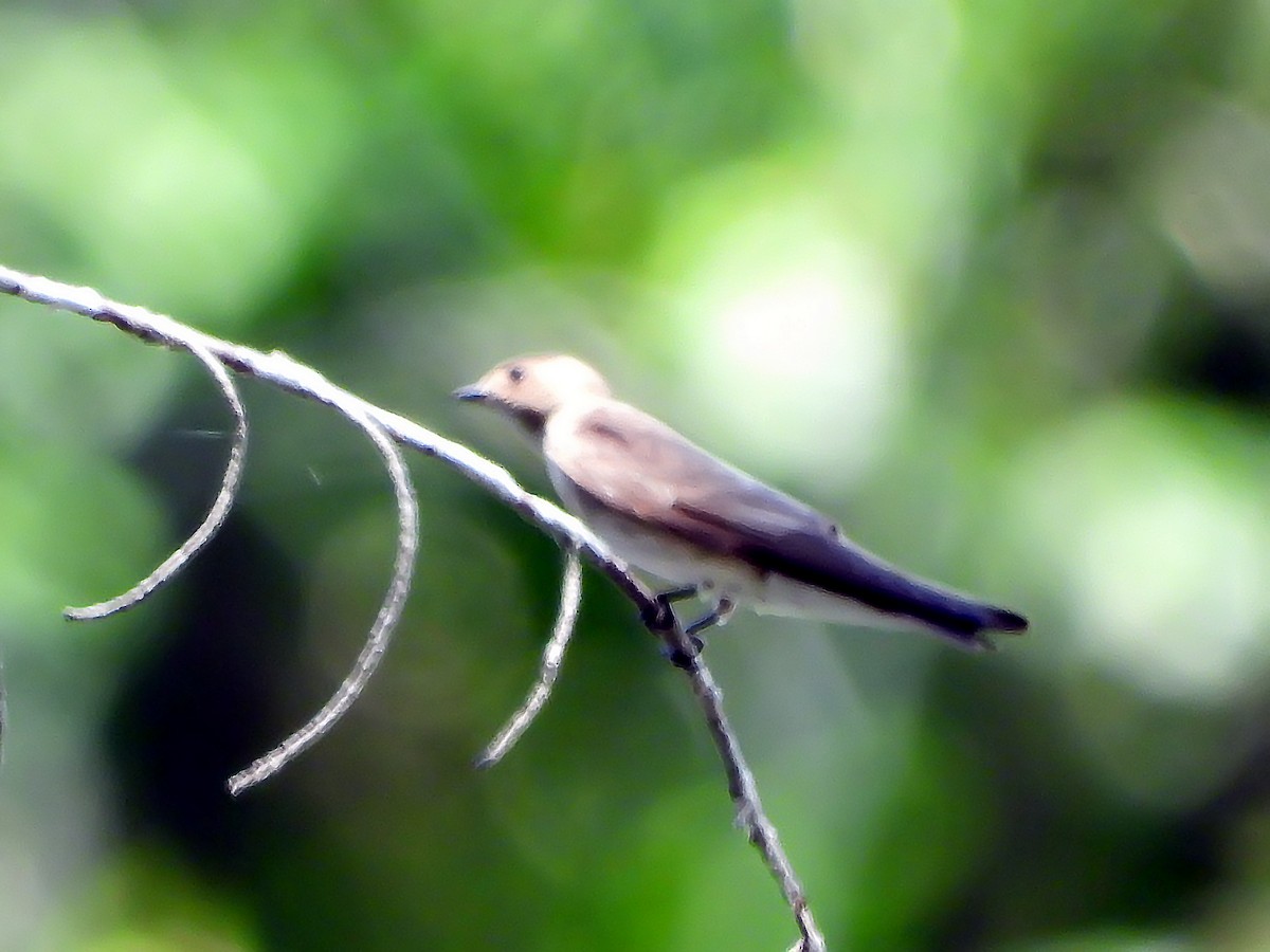 Northern Rough-winged Swallow - ML618891601