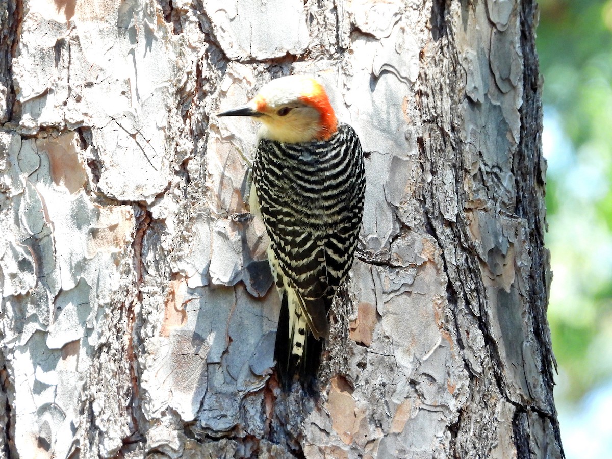 Red-bellied Woodpecker - ML618891628