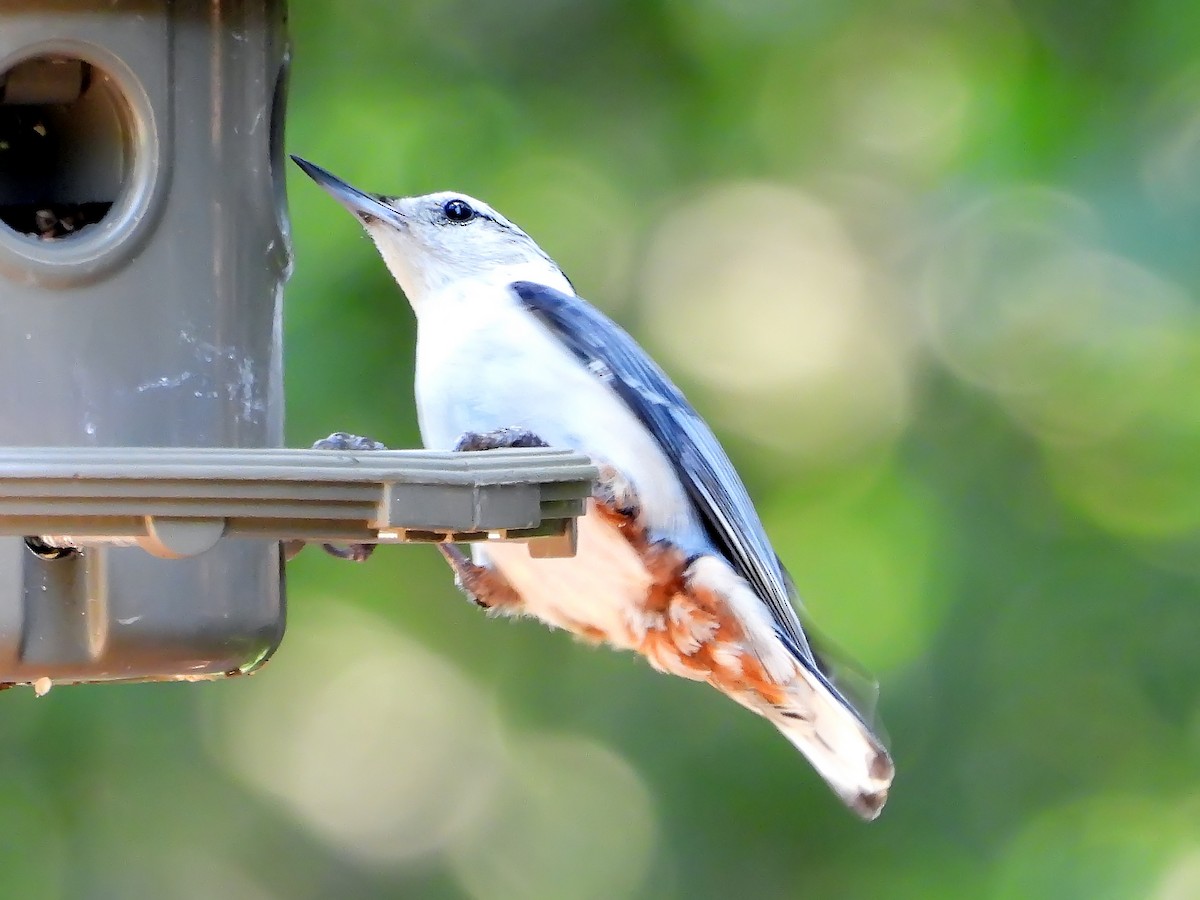 White-breasted Nuthatch - ML618891637