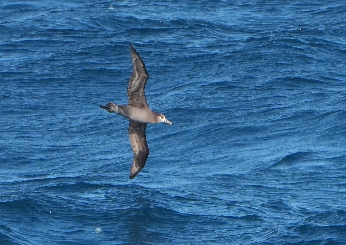 Albatros à pieds noirs - ML618891654