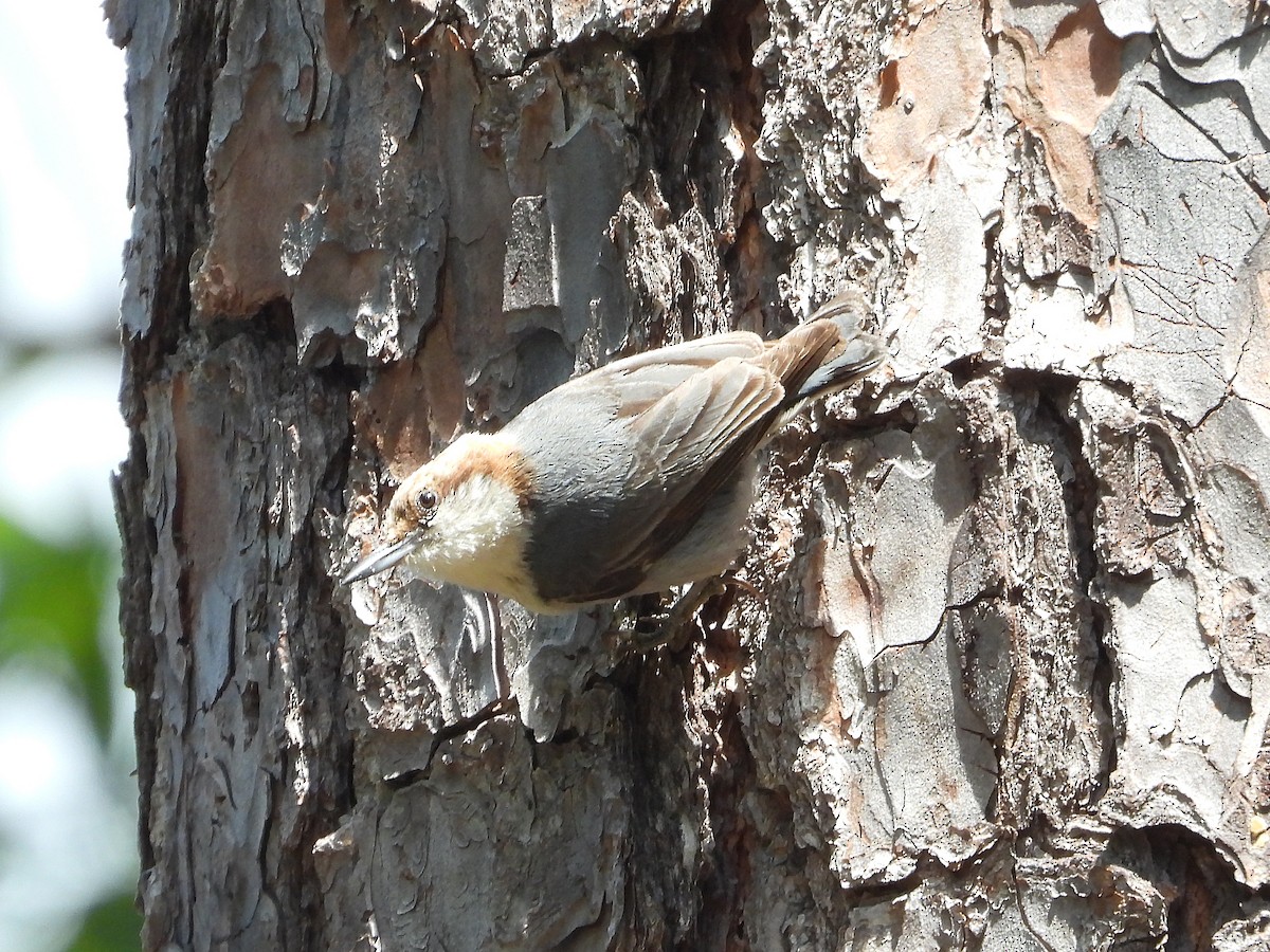 Brown-headed Nuthatch - ML618891679