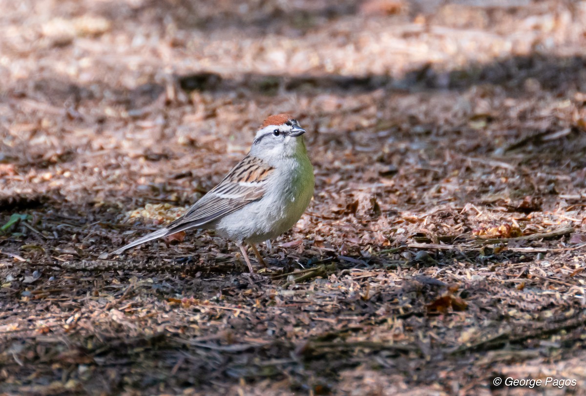 Chipping Sparrow - ML618891717
