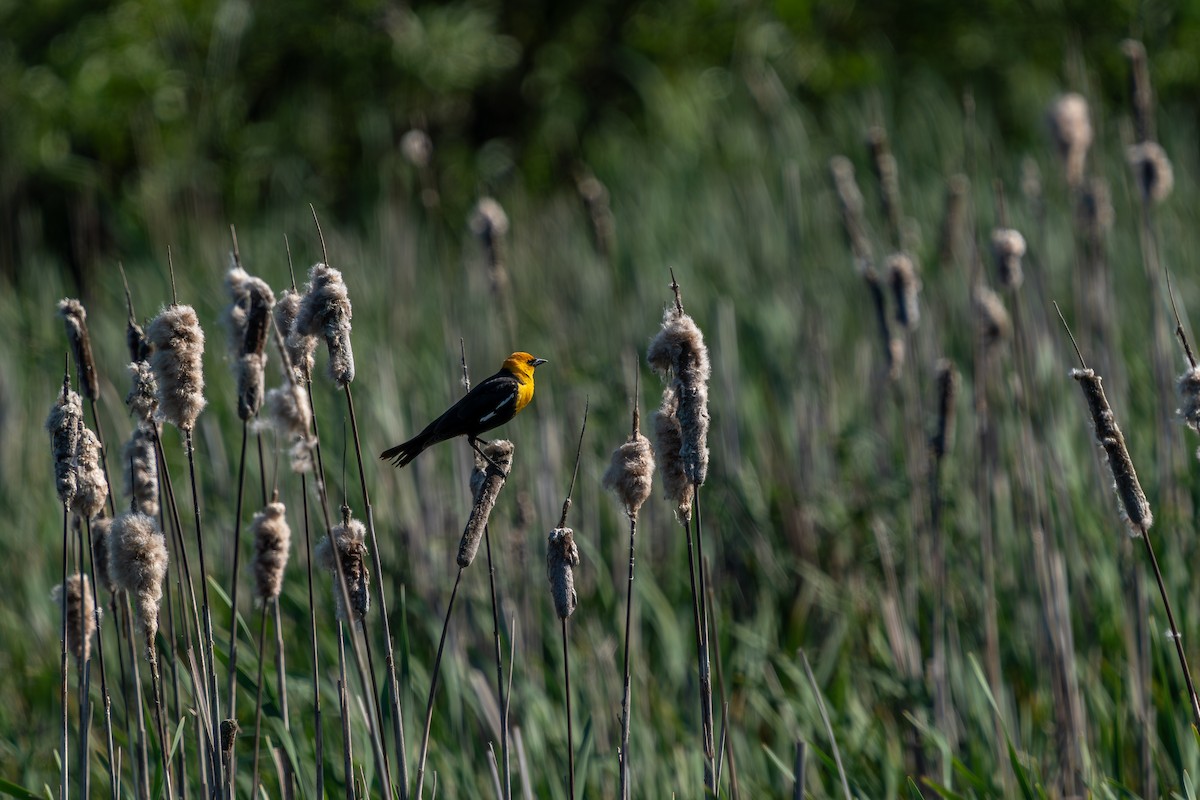 Yellow-headed Blackbird - ML618891745