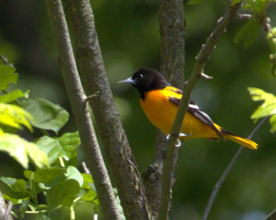 Baltimore Oriole - Andy Jenkins