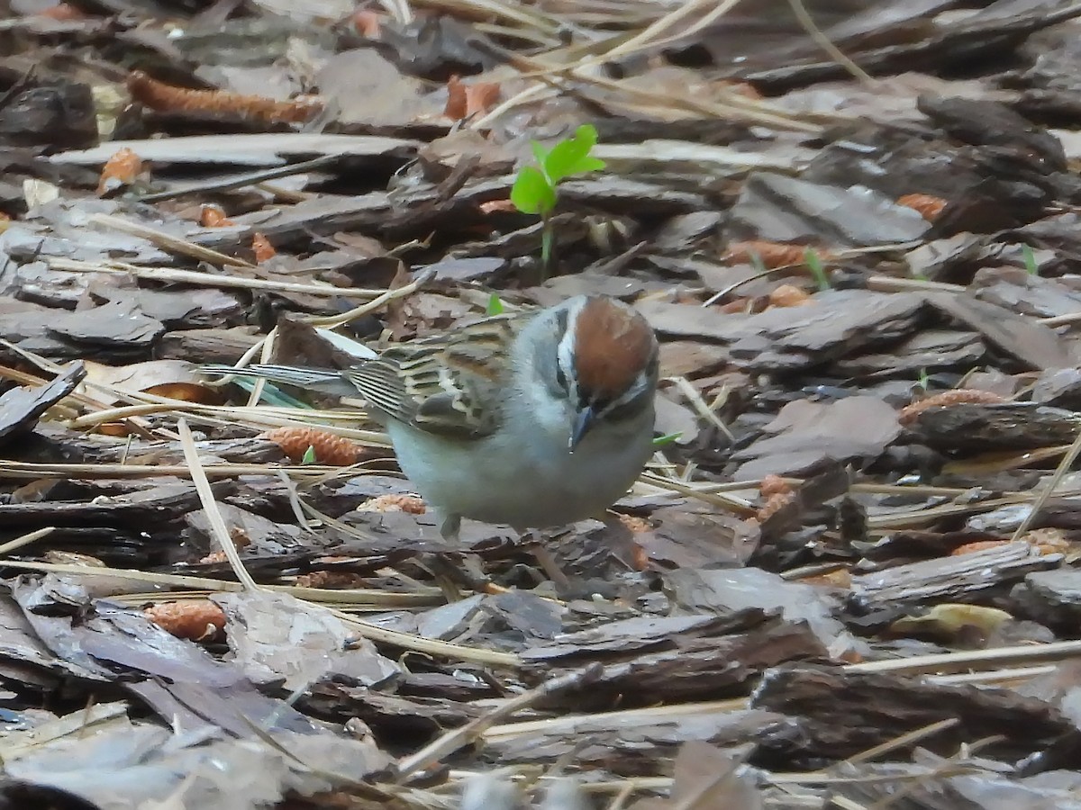 Chipping Sparrow - ML618891858