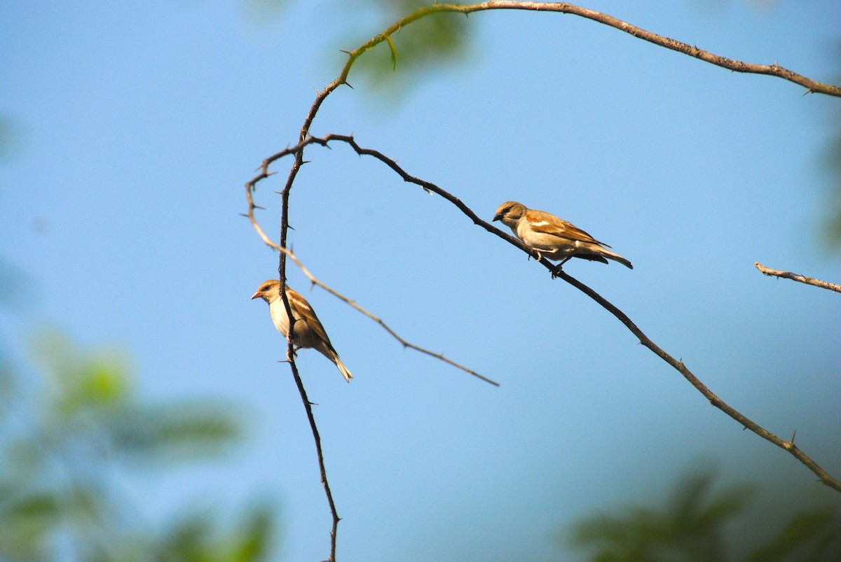 Yellow-throated Sparrow - Alyssa DeRubeis