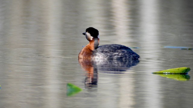 Red-necked Grebe - ML618891927