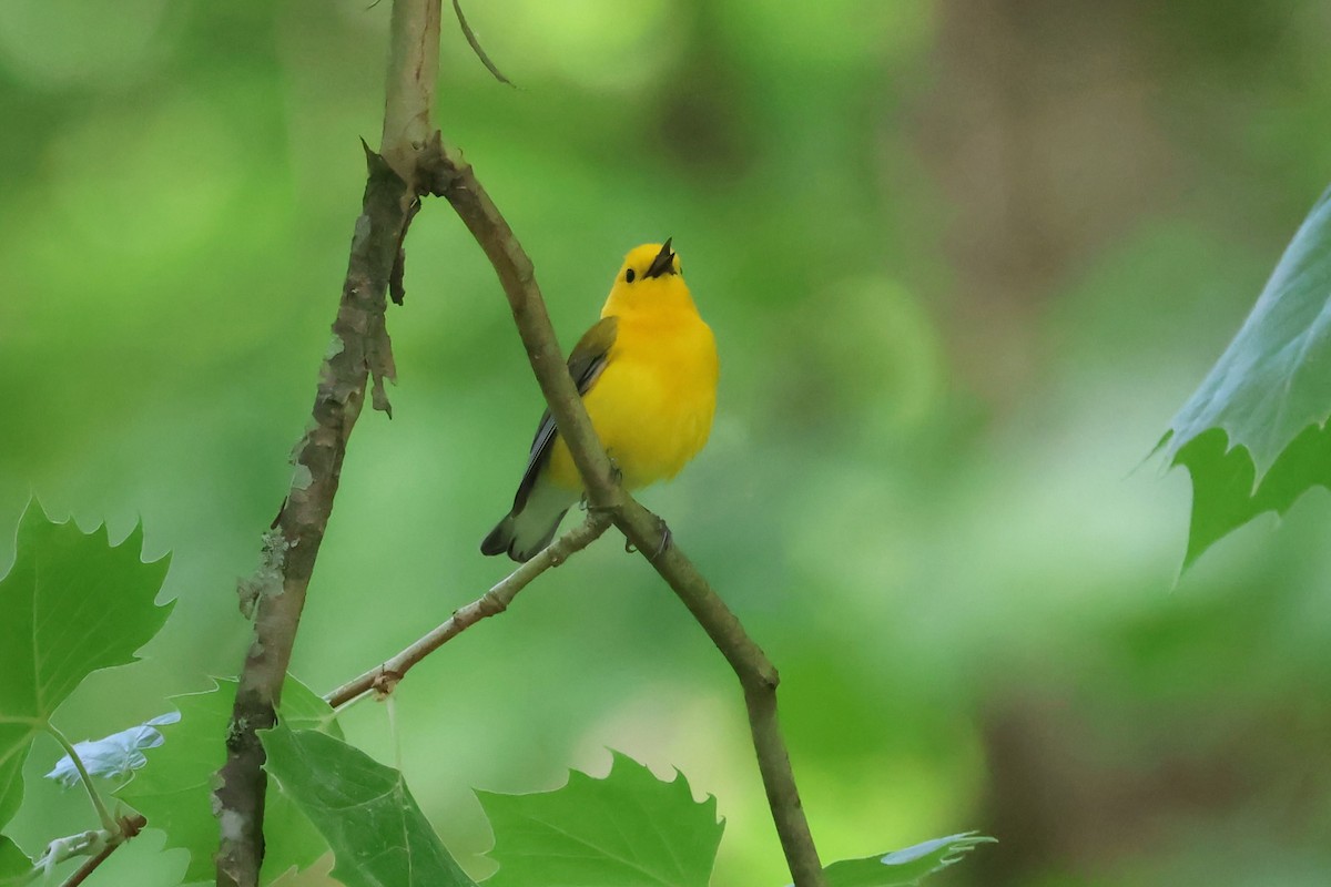 Prothonotary Warbler - ML618891980