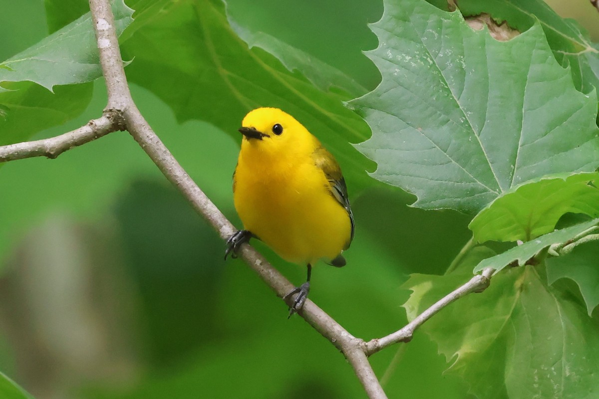 Prothonotary Warbler - ML618891981