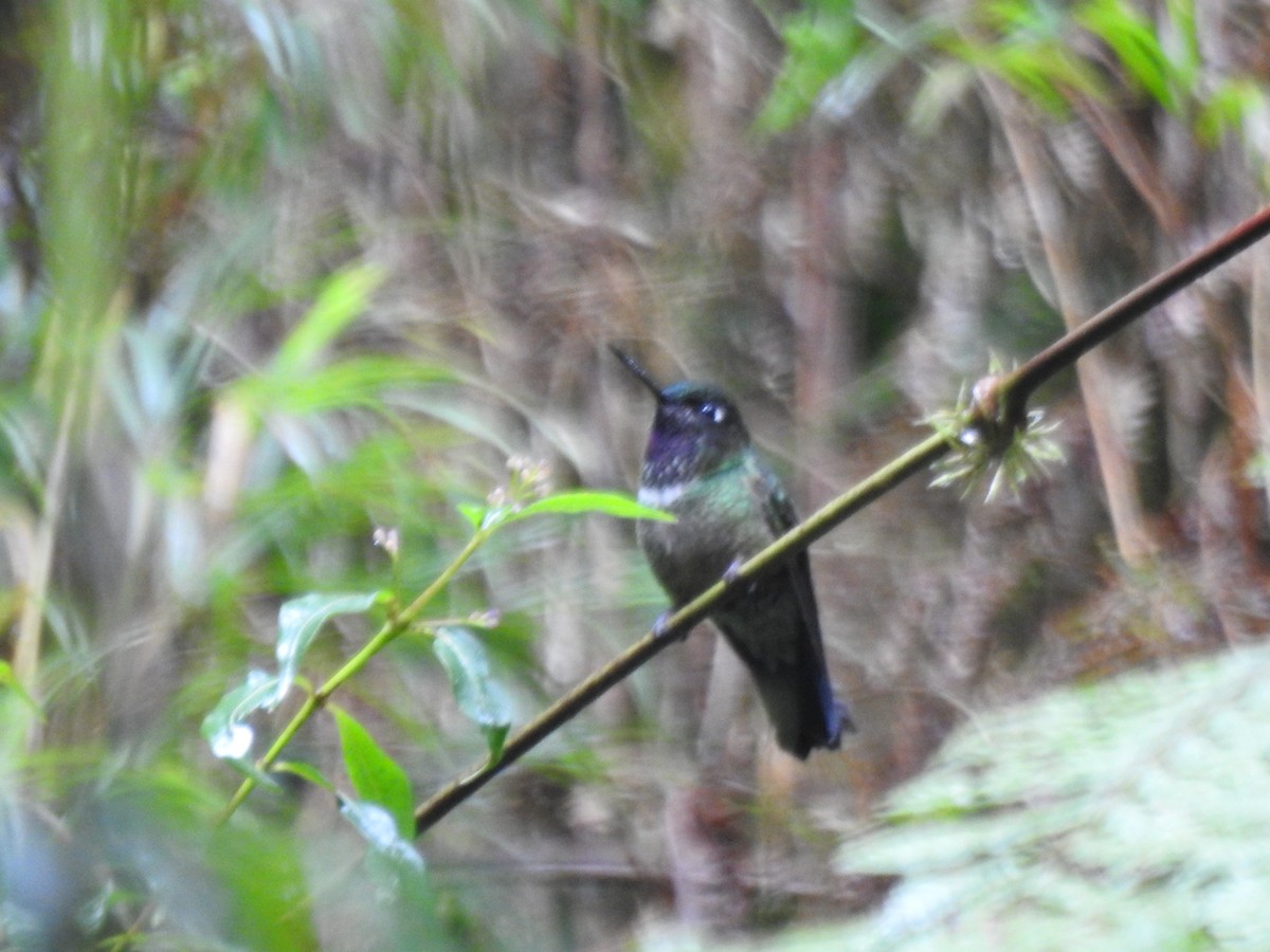 Violet-headed Hummingbird - ML618892046