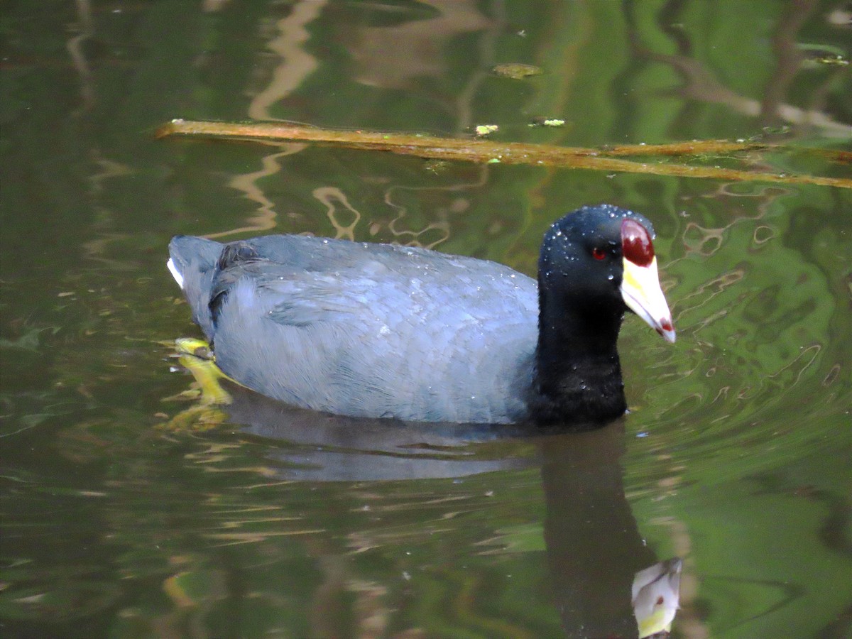 American Coot - Diego Rojas