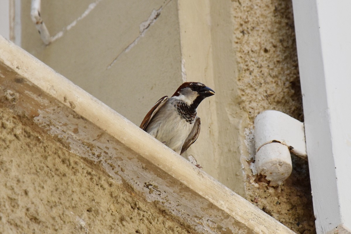 House Sparrow - ML618892139