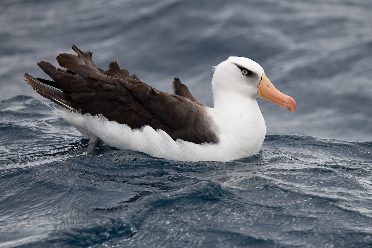 Black-browed Albatross (Campbell) - ML618892159