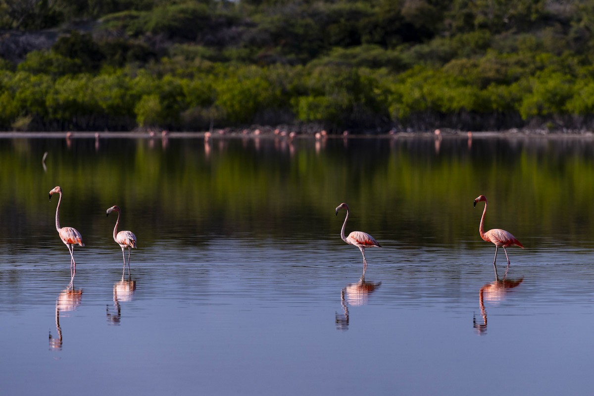 American Flamingo - Felix León