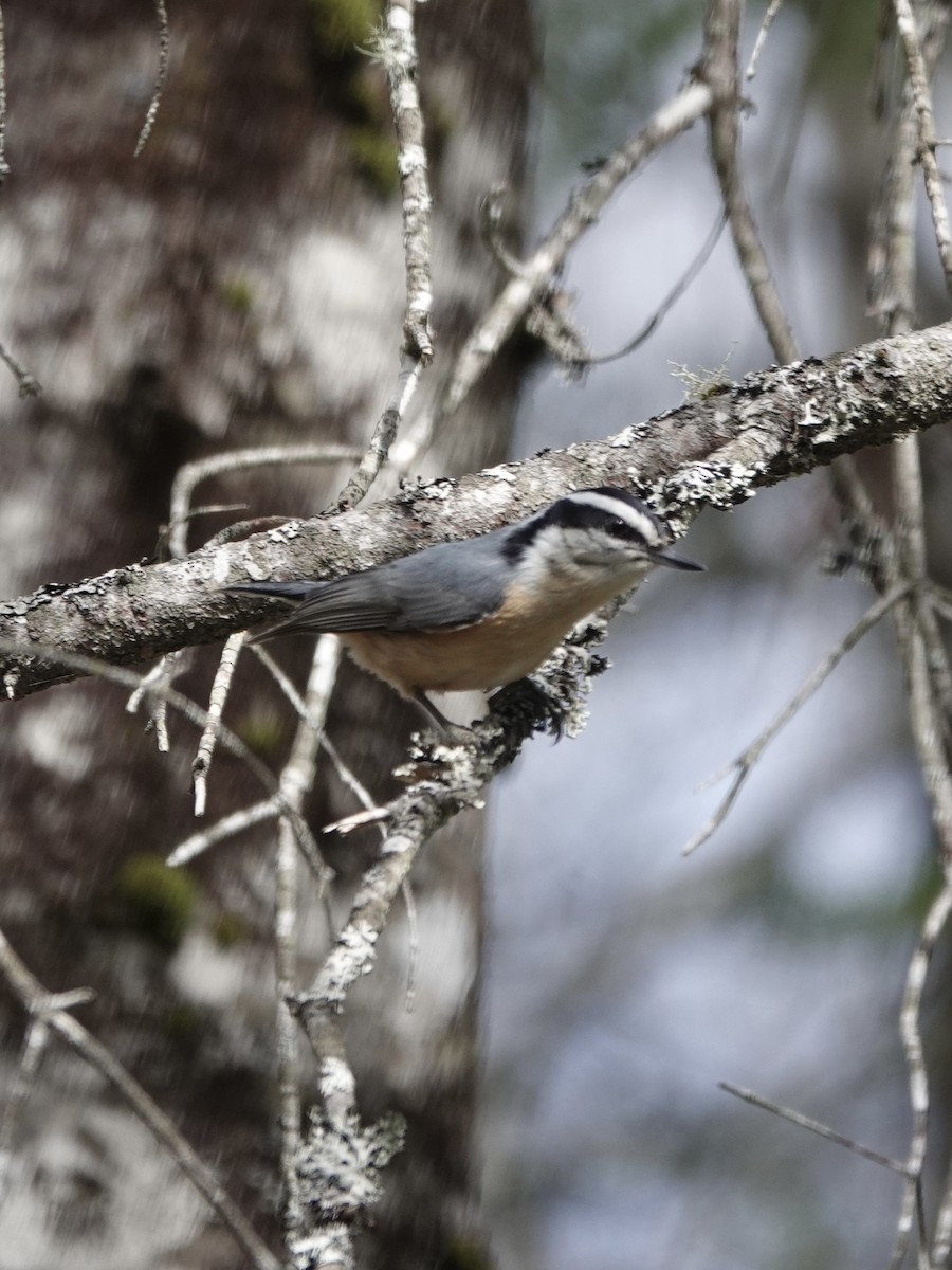 Red-breasted Nuthatch - Howie Nielsen