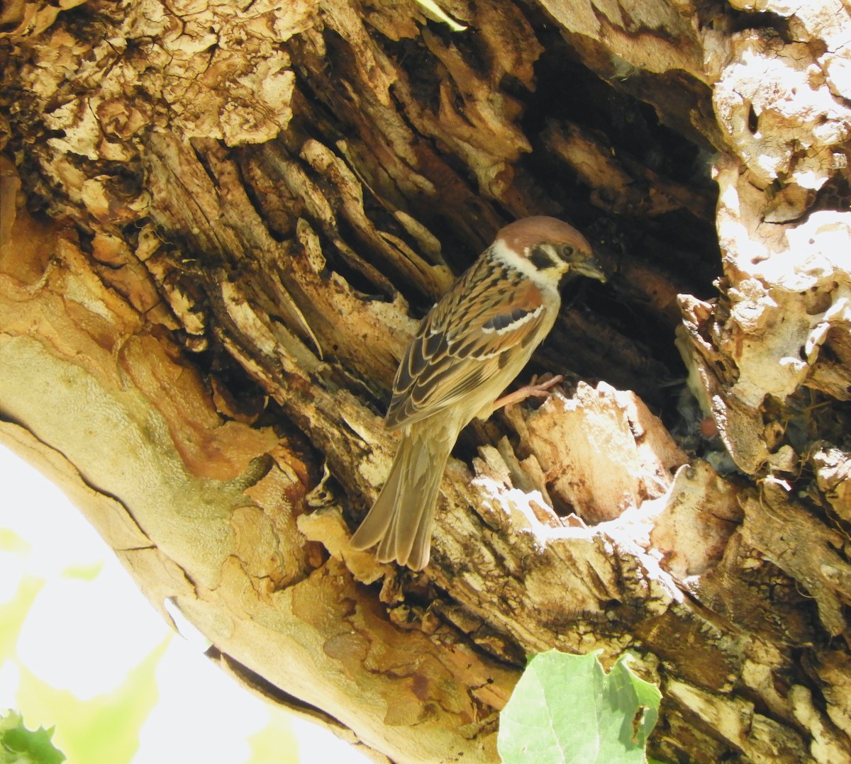 Eurasian Tree Sparrow - ML618892342