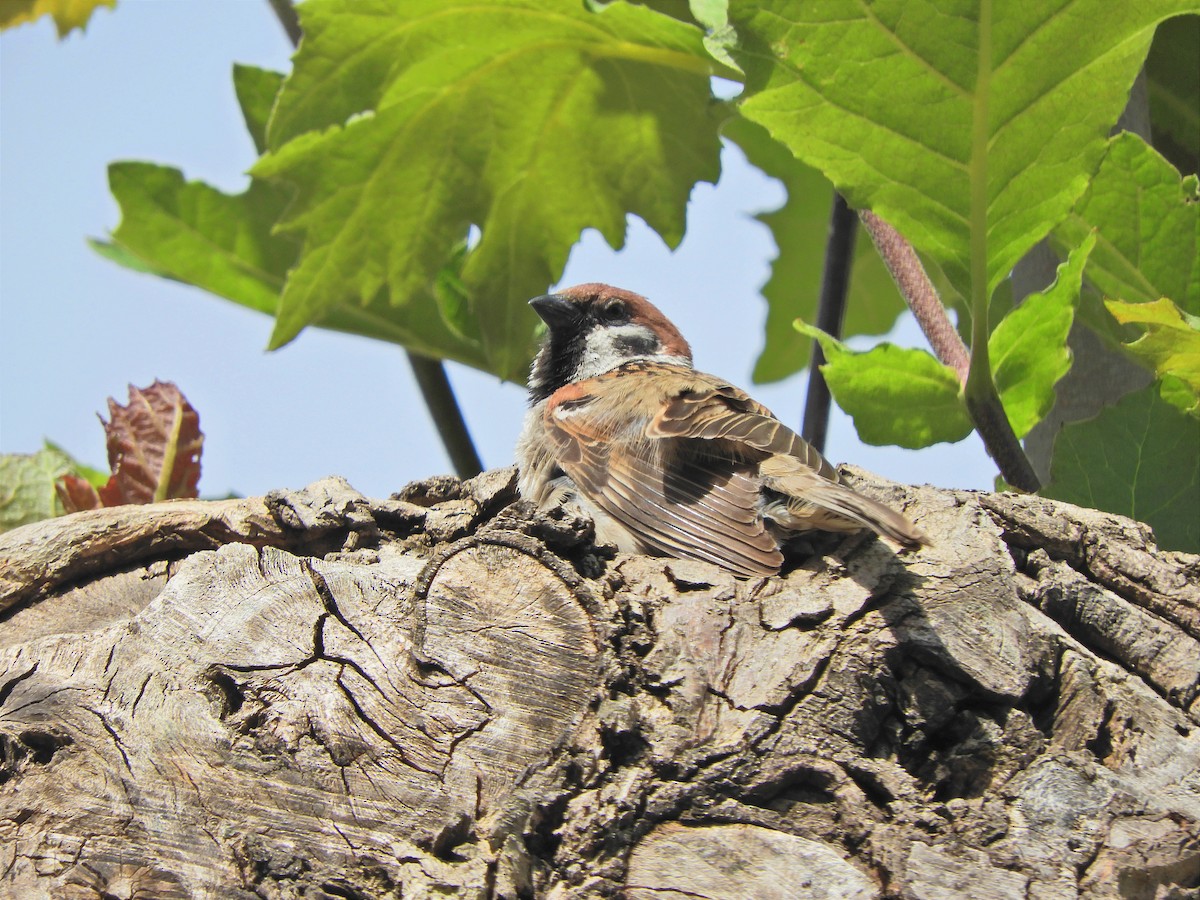 Eurasian Tree Sparrow - ML618892343