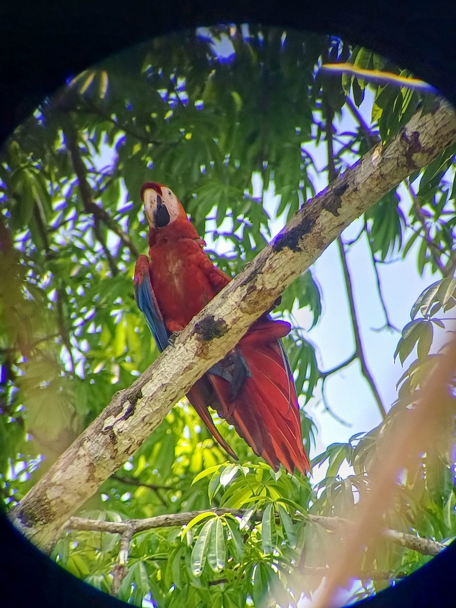 Scarlet Macaw - Miranda Sánchez