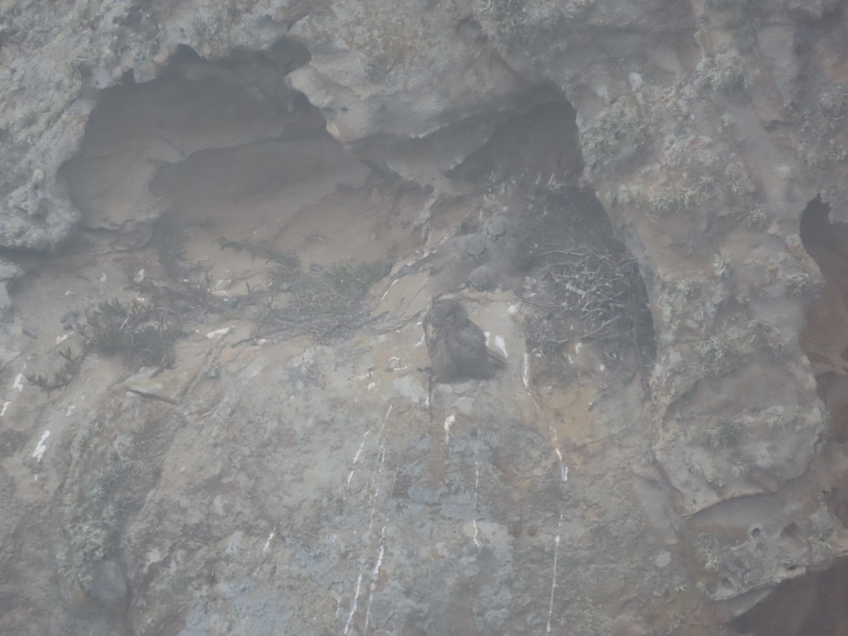 Great Horned Owl - ML618892385