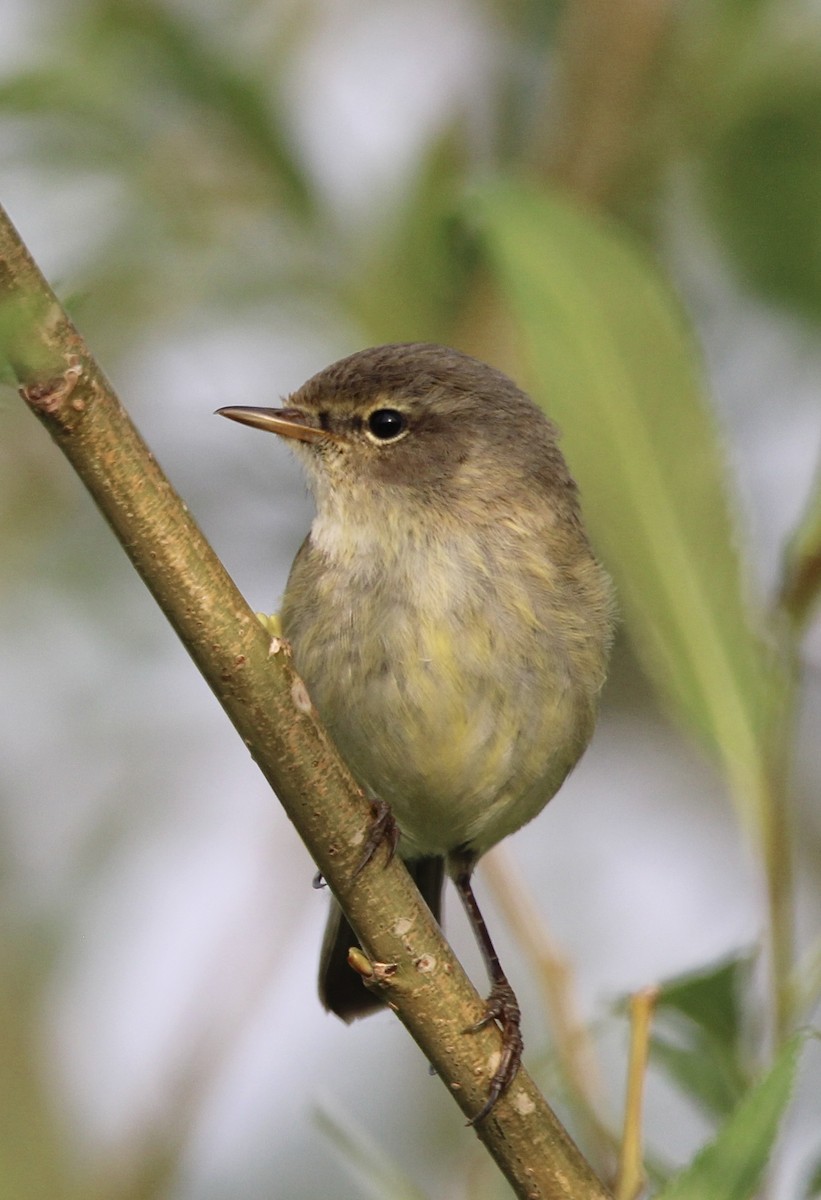 Common Reed Warbler - ML618892421