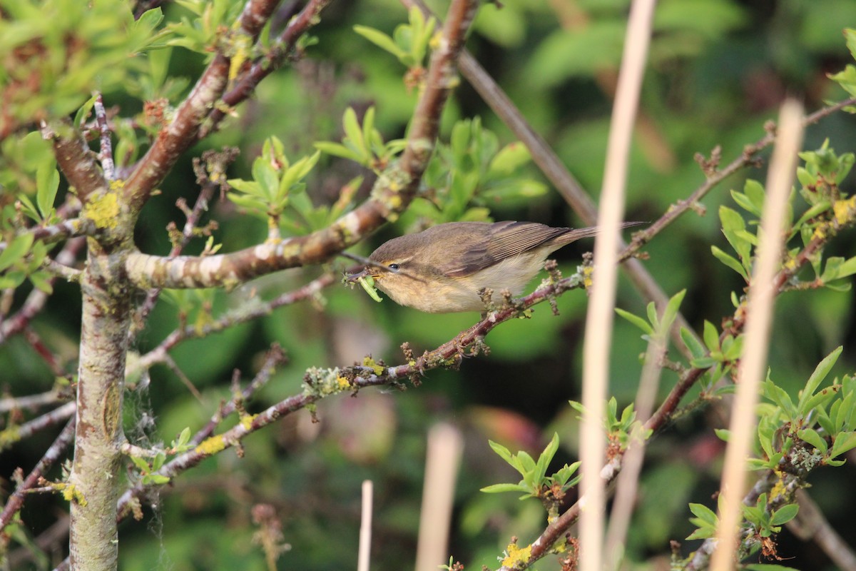 Common Reed Warbler - ML618892422