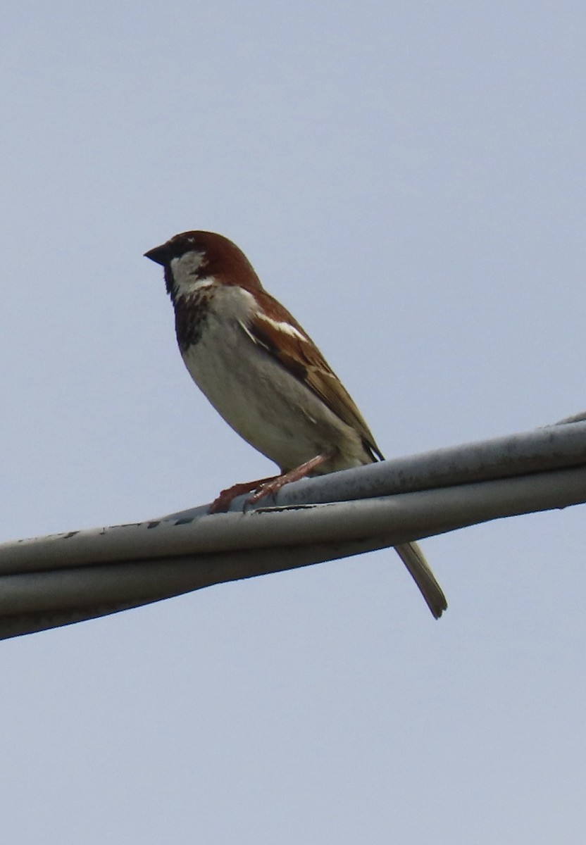 Italian Sparrow - ML618892424