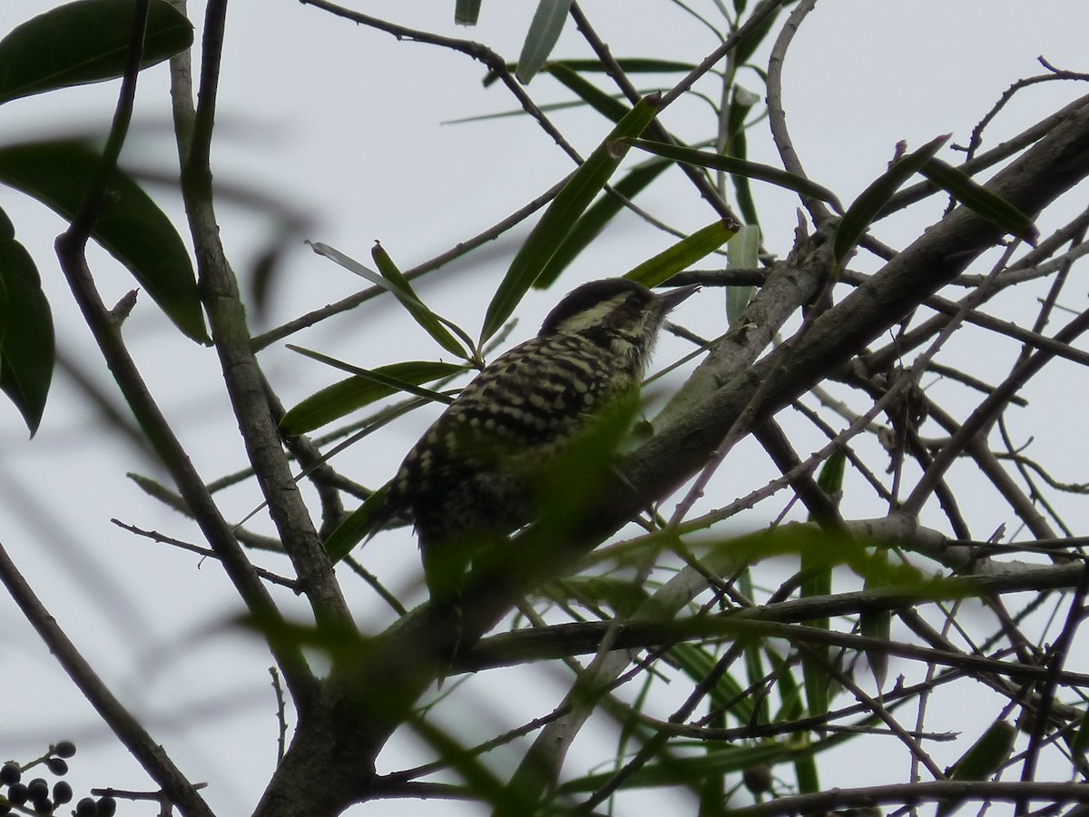 Checkered Woodpecker - Julia M.
