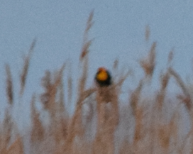 Yellow-headed Blackbird - ML618892453