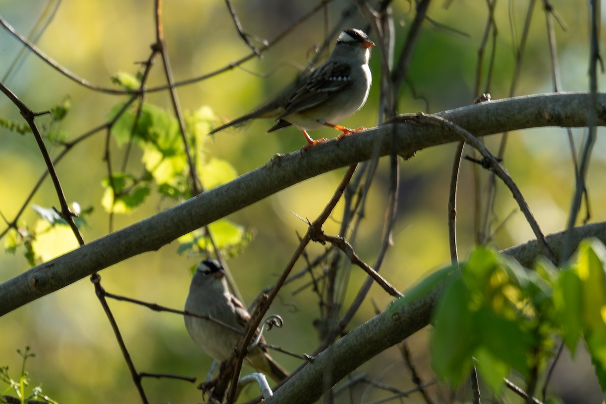 White-crowned Sparrow - ML618892516