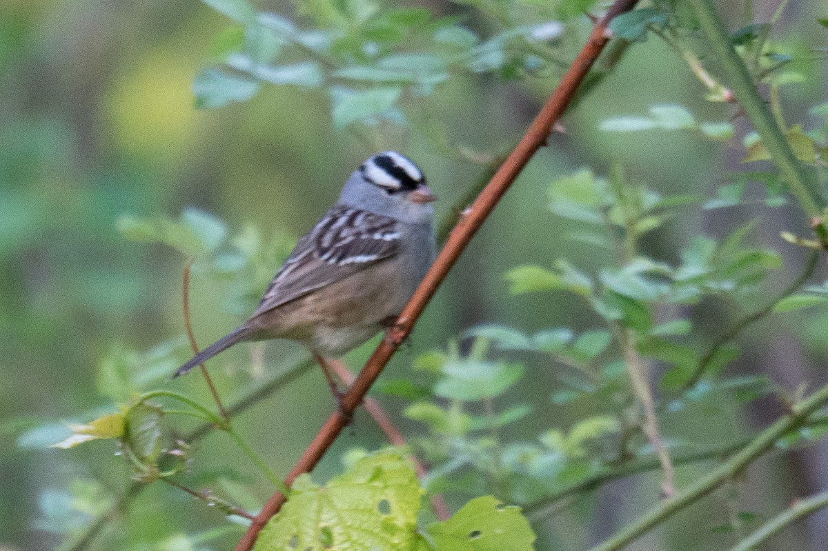 White-crowned Sparrow - ML618892517