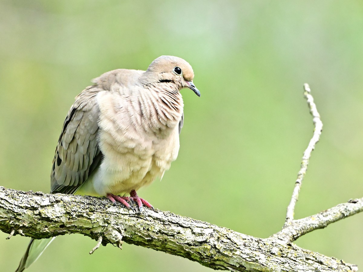 Mourning Dove - Mark DeYoung