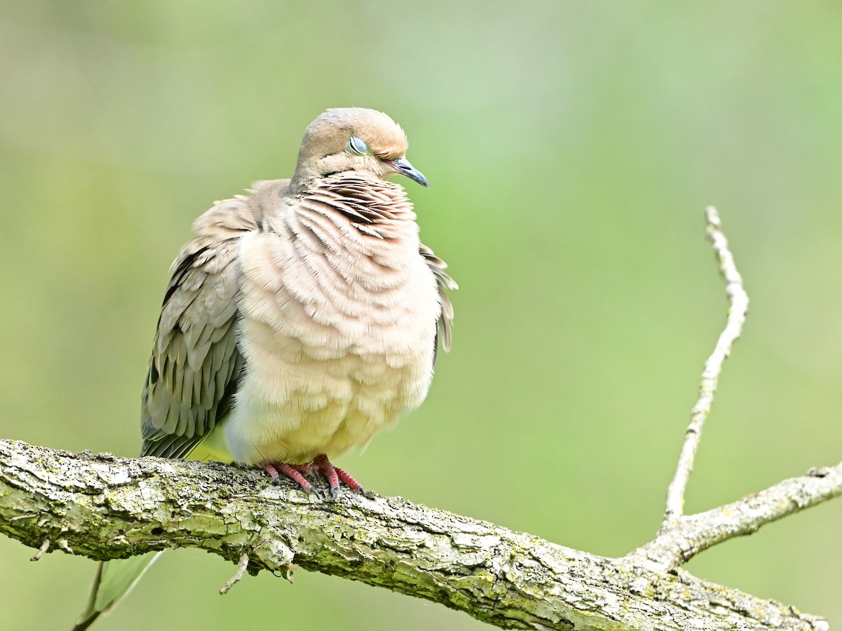 Mourning Dove - Mark DeYoung