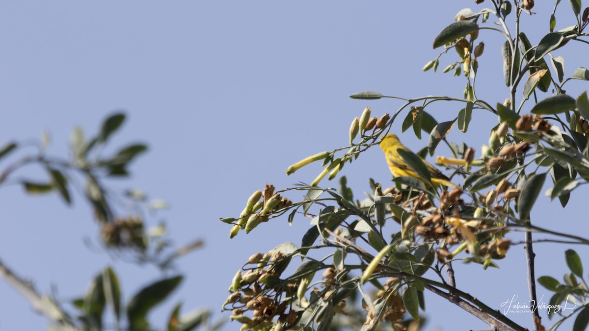 Yellow Warbler (Northern) - ML618892554