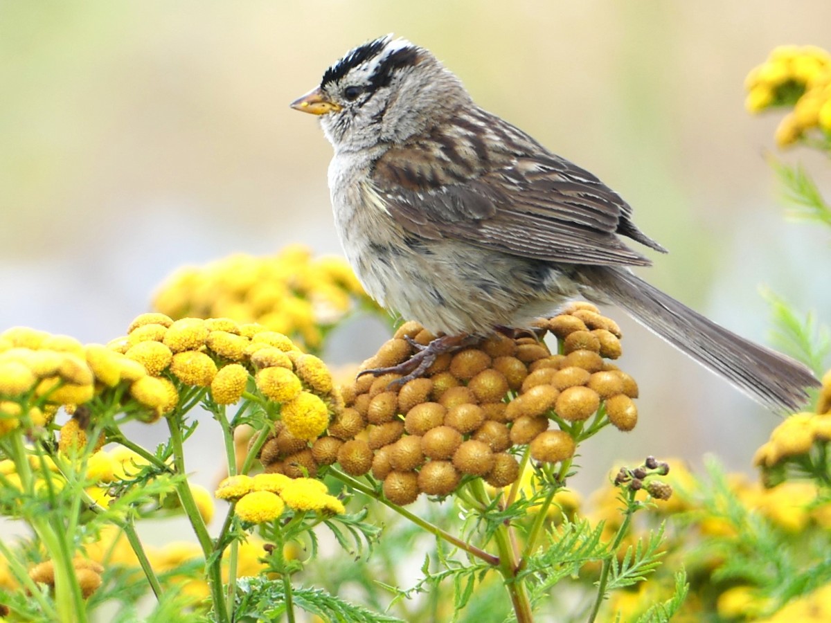 White-crowned Sparrow - ML618892667