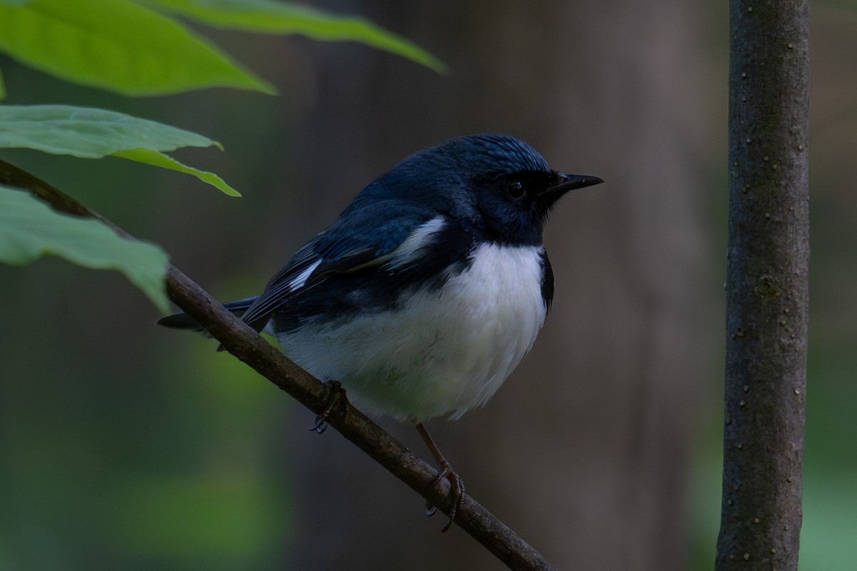Black-throated Blue Warbler - Hannes Breuninger