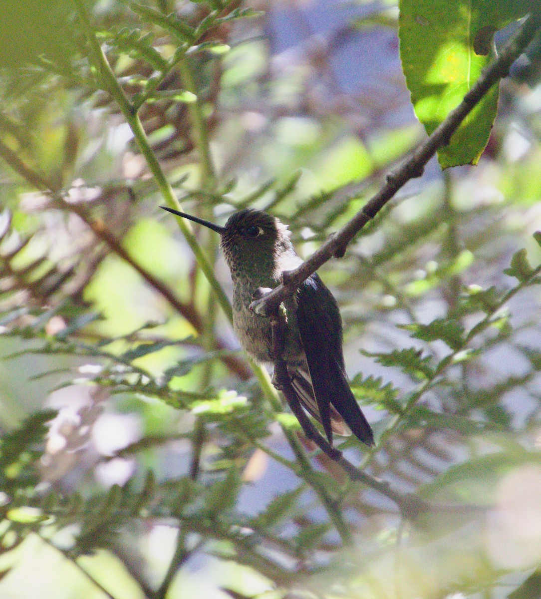 kolibřík šupinkatý - ML618892698