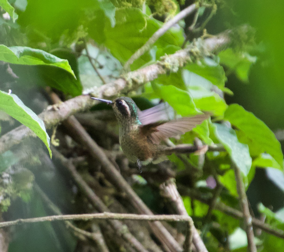 Speckled Hummingbird - ML618892726