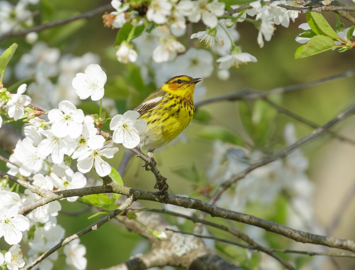 Cape May Warbler - ML618892734