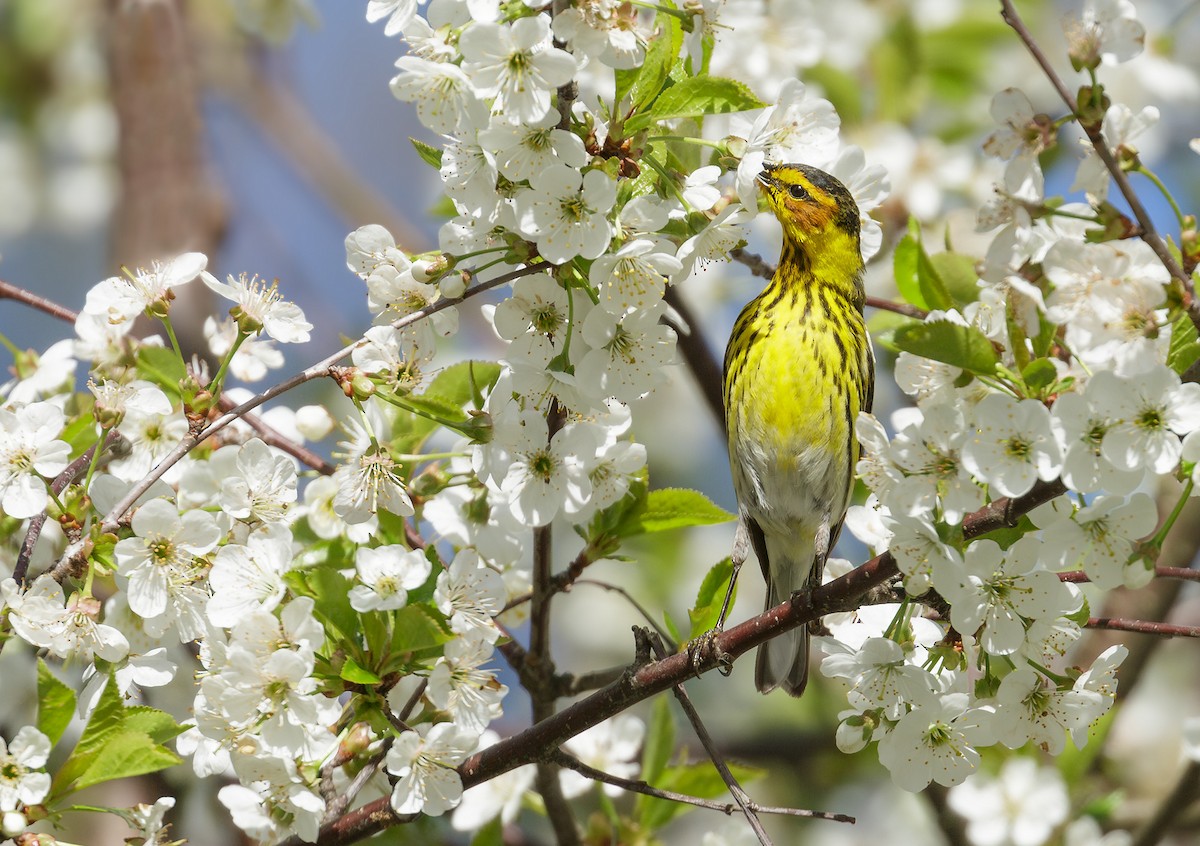 Cape May Warbler - ML618892806